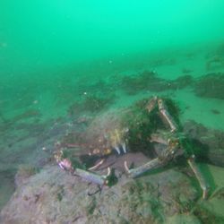 Mermaid Scuba Tours - A large sheep crab
