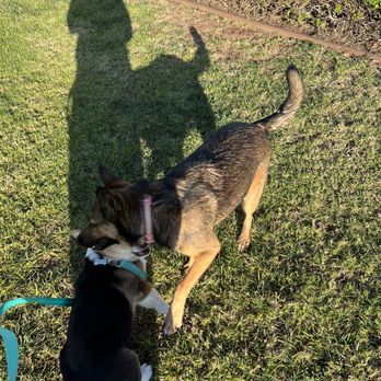 Orange Dog Park - Cheech playing with new friend Nyla - Dog Parks Near Me - Orange, California