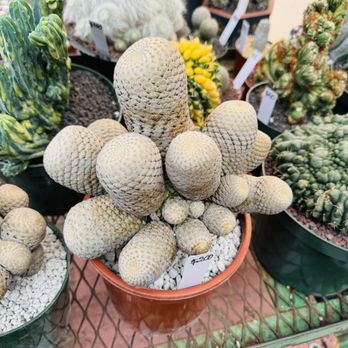 MiMi Nursery - Nurseries & Gardening Near Me - Garden Grove, California MiMi Nursery - Nurseries & Gardening Near Me - Garden Grove, California