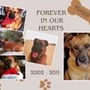 Photo of Pet Vet Animal Hospital