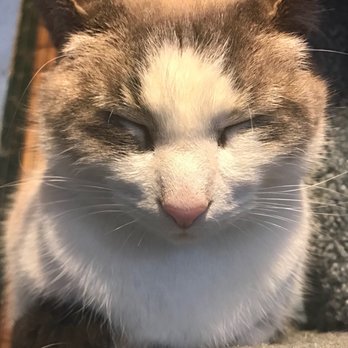 Critter Barn - "Mom, I've never seen a cat in real life before!!" Oh, boy. Poor kid. - Kids Activities Near Me - Zeeland, Michigan