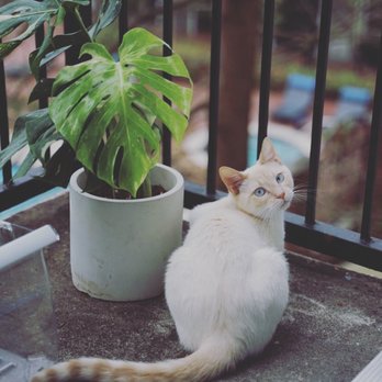 Jungle Babes - Nurseries & Gardening Near Me