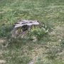 Photo of Bucky's Stump Grinding