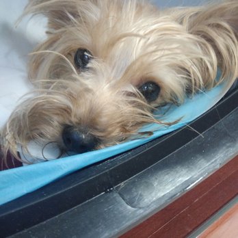 Animal Adoption - RIP little guy hit and run off blue diamond - Pet Adoption Near Me Animal Adoption - RIP little guy hit and run off blue diamond - Pet Adoption Near Me