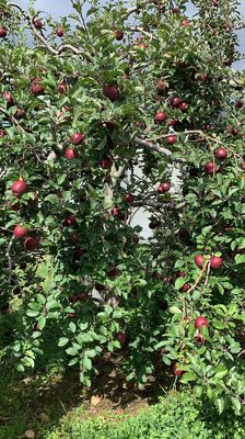 Barber Orchards Fruit Stand by null
