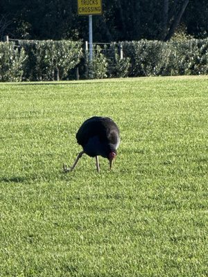 Wild Estate - The Untamed Winery by null