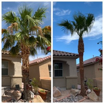 Troy's Tree Service - Before and after...beautiful job! - Tree Services Near Me - North Las Vegas, Nevada Troy's Tree Service - Before and after...beautiful job! - Tree Services Near Me - North Las Vegas, Nevada