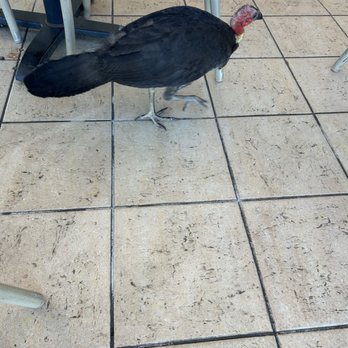 Mt Coot-tha Summit Restaurant - Australian Brushturkey - Australian Near Me - Mt Coot-tha, QLD Mt Coot-tha Summit Restaurant - Australian Brushturkey - Australian Near Me - Mt Coot-tha, QLD