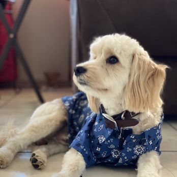 More Than A Bath - Mobile Grooming - Shaggy - Pet Groomers Near Me - Lynwood, California