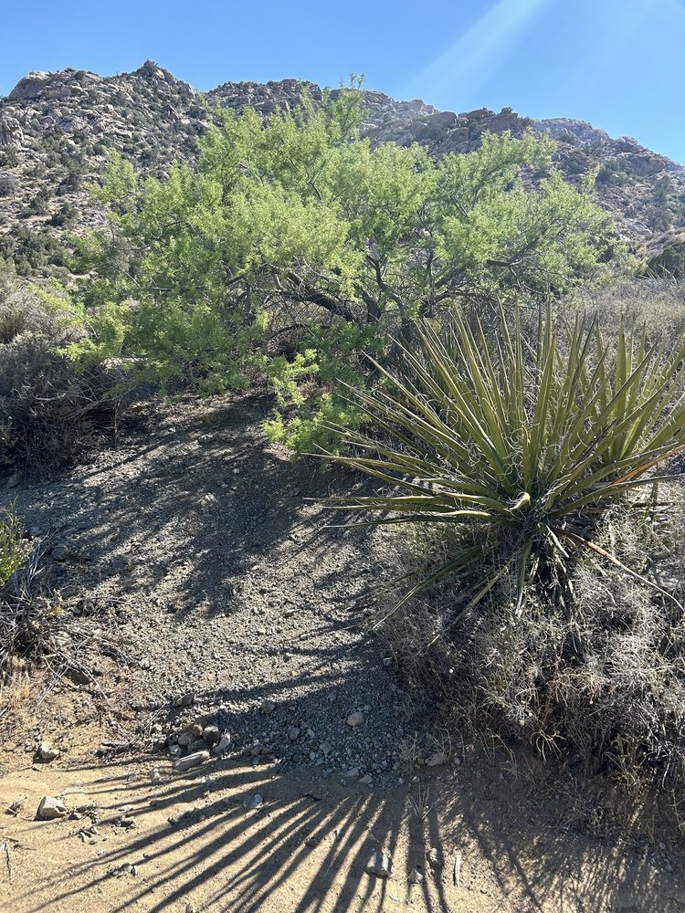 CHRISTMAS TREE PASS Updated September 2024 53 Photos Laughlin