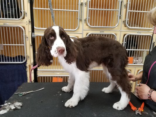 twickenton dog & cat grooming