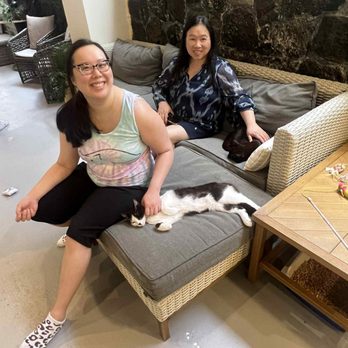 Kona Kat Cafe - Pet Adoption Near Me - Kailua-Kona, Hawaii