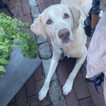 Among The Flowers Cafe - Our dog got to enjoy dinner with us on the patio - Breakfast & Brunch Near Me - Edgartown, Massachusetts