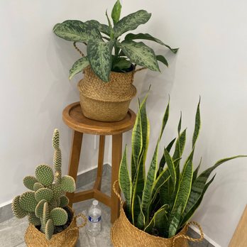 The Nail Lab Salon & Spa - Cute plant setup - Nail Salons Near Me - Tempe, Arizona