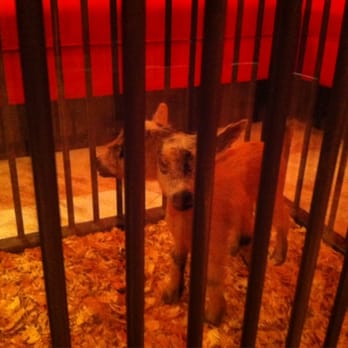 The Highball - double-headed goat in the Freak Show karaoke room - Burgers Near Me - Austin, Texas The Highball - double-headed goat in the Freak Show karaoke room - Burgers Near Me - Austin, Texas