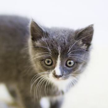 Irondequoit Animal Hospital - Veterinarians Near Me - Rochester, New York Irondequoit Animal Hospital - Veterinarians Near Me - Rochester, New York