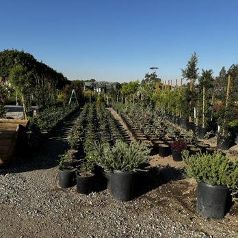 Ramirez Growers - Nurseries & Gardening Near Me - Cerritos, California Ramirez Growers - Nurseries & Gardening Near Me - Cerritos, California