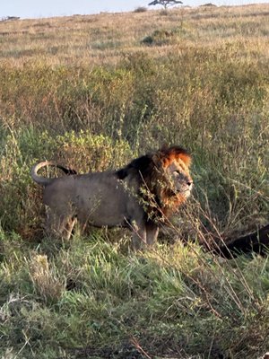 Africa Adventure Consultants by null