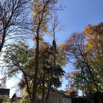 Tree Wise Guys - Tree Services Near Me - New Britain, Connecticut