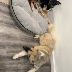 LOLA's Rescue - Puppies