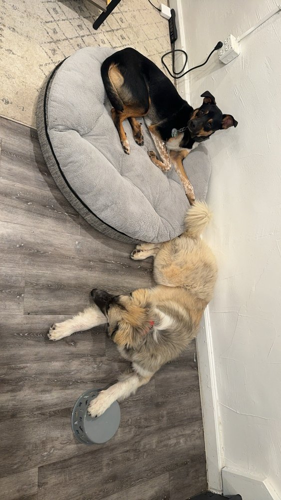 LOLA's Rescue - pet boarding facility in Aurora, CO