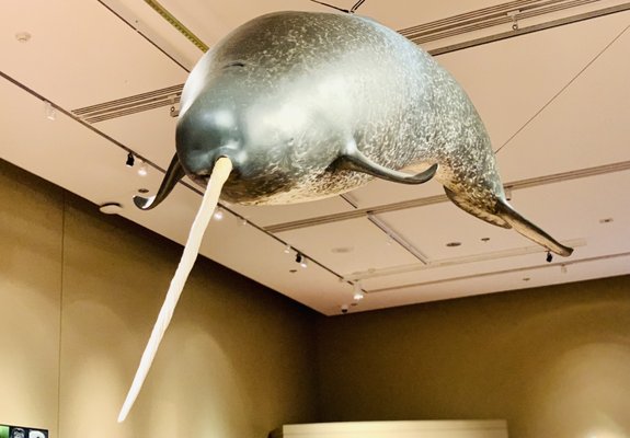 Sam Noble Oklahoma Museum of Natural History by null