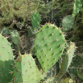 Calavera Lake - The occasional cactus... - Hiking Near Me - Carlsbad, California