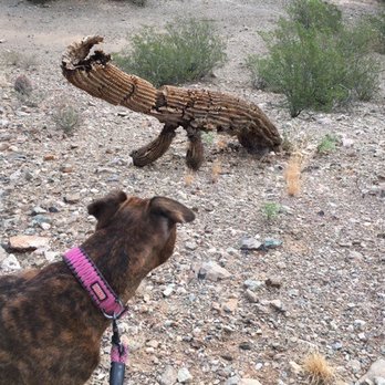 Veterinary Emergency Group - Daisy & The a cactus Creature. - Emergency Pet Hospital Near Me - Phoenix, Arizona Veterinary Emergency Group - Daisy & The a cactus Creature. - Emergency Pet Hospital Near Me - Phoenix, Arizona