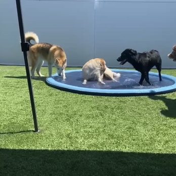 Paws at Play - Luna and other doggos cooling off with the interactive splash pad. - Pet Boarding Near Me - Orange, California Paws at Play - Luna and other doggos cooling off with the interactive splash pad. - Pet Boarding Near Me - Orange, California