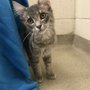 Photo of The Humane Society serving Crawford County