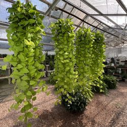 Philpott Florist & Greenhouses - These are some beautiful hanging plants on our greenhouse.