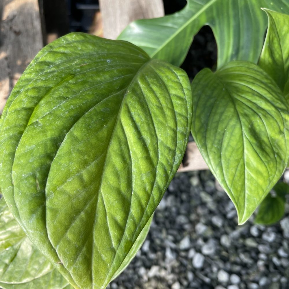 Plants Alive! - Nurseries & Gardening Near Me - Silver Spring, Maryland Plants Alive! - Nurseries & Gardening Near Me - Silver Spring, Maryland