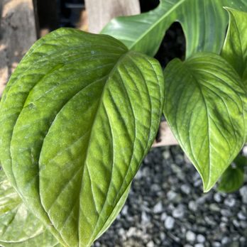 Plants Alive! - Nurseries & Gardening Near Me - Silver Spring, Maryland