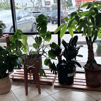 Nailsneedlove Studio - Beautiful plants to "hide" the parking lot. - Nail Salons Near Me - Costa Mesa, California