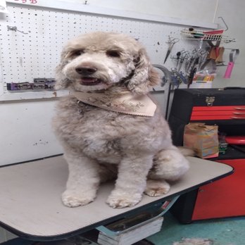 Pet Design - Pet Groomers Near Me - Westminster, Colorado