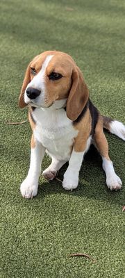 Reed Street Dog Park by null