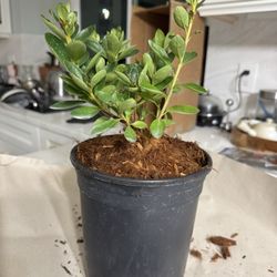 Singing Tree Gardens & Nursery - A healthy plant, but definitely not an gallon size plant. The root is not established. Paid close to $40 , a little disappointed