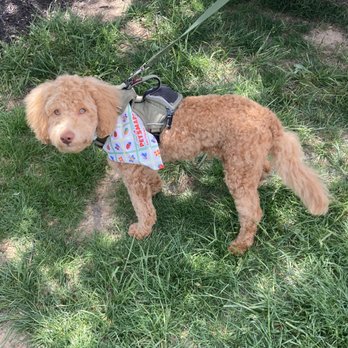 Forest Creek Kennels - Goldendoodle - Pet Breeders Near Me - Waynesboro, Virginia Forest Creek Kennels - Goldendoodle - Pet Breeders Near Me - Waynesboro, Virginia