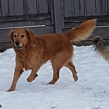 Puppy Trax - Pet Sitting Near Me - Aldergrove, British Columbia Puppy Trax - Pet Sitting Near Me - Aldergrove, British Columbia