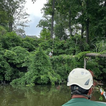 Couch Cut Tree Experts - Tree Services Near Me - Pasadena, Maryland Couch Cut Tree Experts - Tree Services Near Me - Pasadena, Maryland