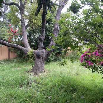 Visionary Landscape Design - Full of trees and weeds - Landscaping Near Me Visionary Landscape Design - Full of trees and weeds - Landscaping Near Me
