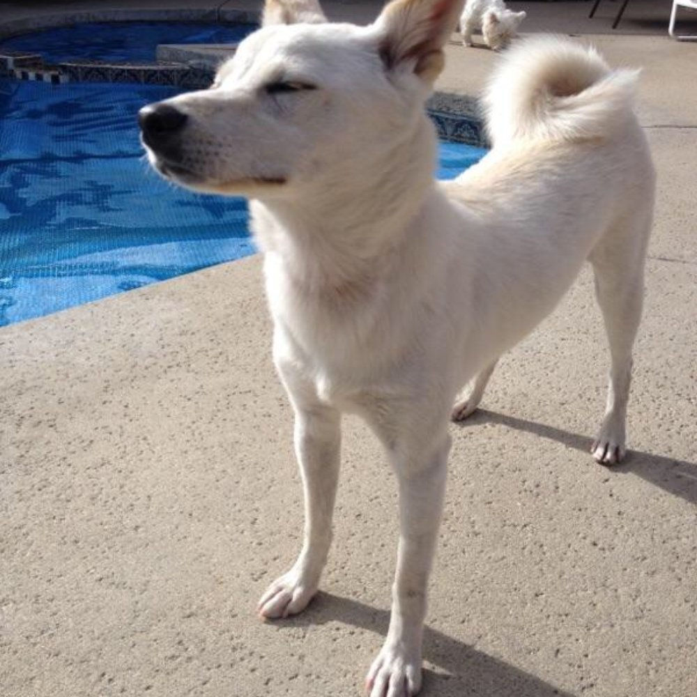 Newbury Bark - Shiba Inu with friends. - Pet Sitting Near Me Newbury Bark - Shiba Inu with friends. - Pet Sitting Near Me