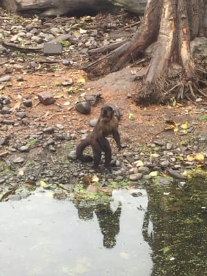 Willowbank Wildlife Reserve by null