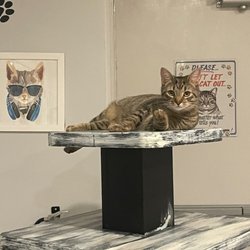 Cattfeinated Cat Cafe - Cats