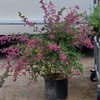 Kingwood Garden Center gift card