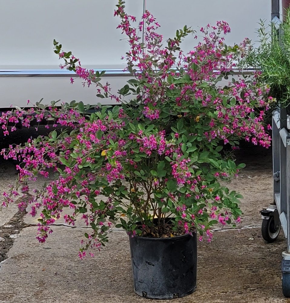 KINGWOOD GARDEN CENTER Updated October 2024 51 Photos & 18 Reviews 1216 Stonehollow Dr