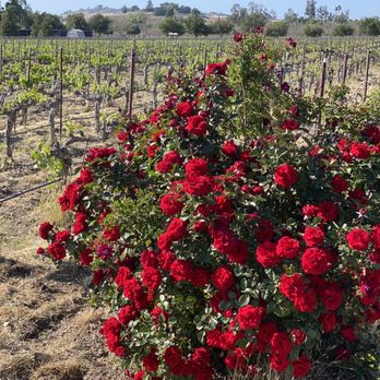 Rideau Vineyard - Beautiful vineyards - Wine Tasting Room Near Me - Solvang, California Rideau Vineyard - Beautiful vineyards - Wine Tasting Room Near Me - Solvang, California