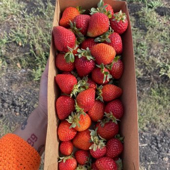 Blue House Farm - Beautiful and sweet strawberries - Farmers Market Near Me - San Gregorio, California