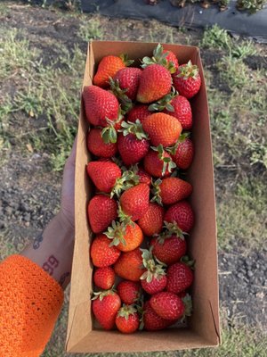 Blue House Farm Strawberry U-Pick and Farmstand by null