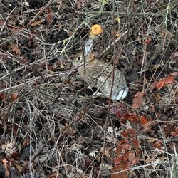 Cosumnes River Preserve